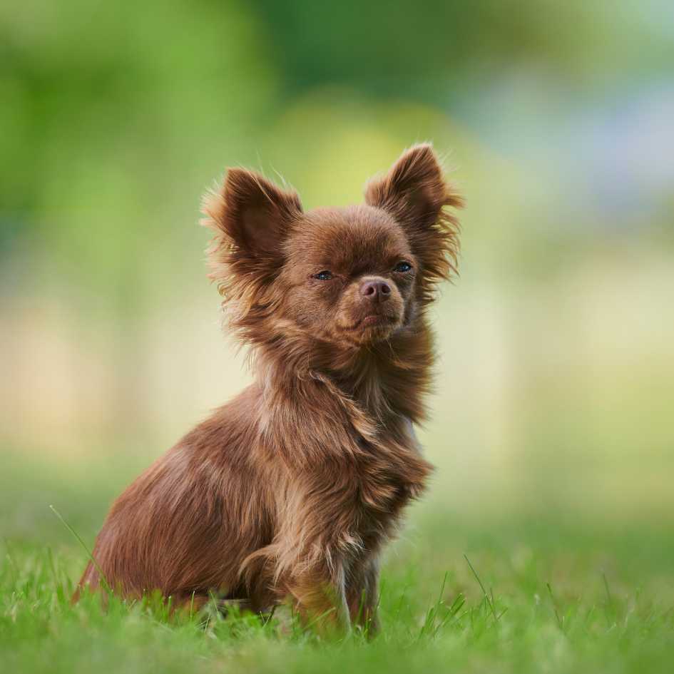 Chihuahua personality and temperament