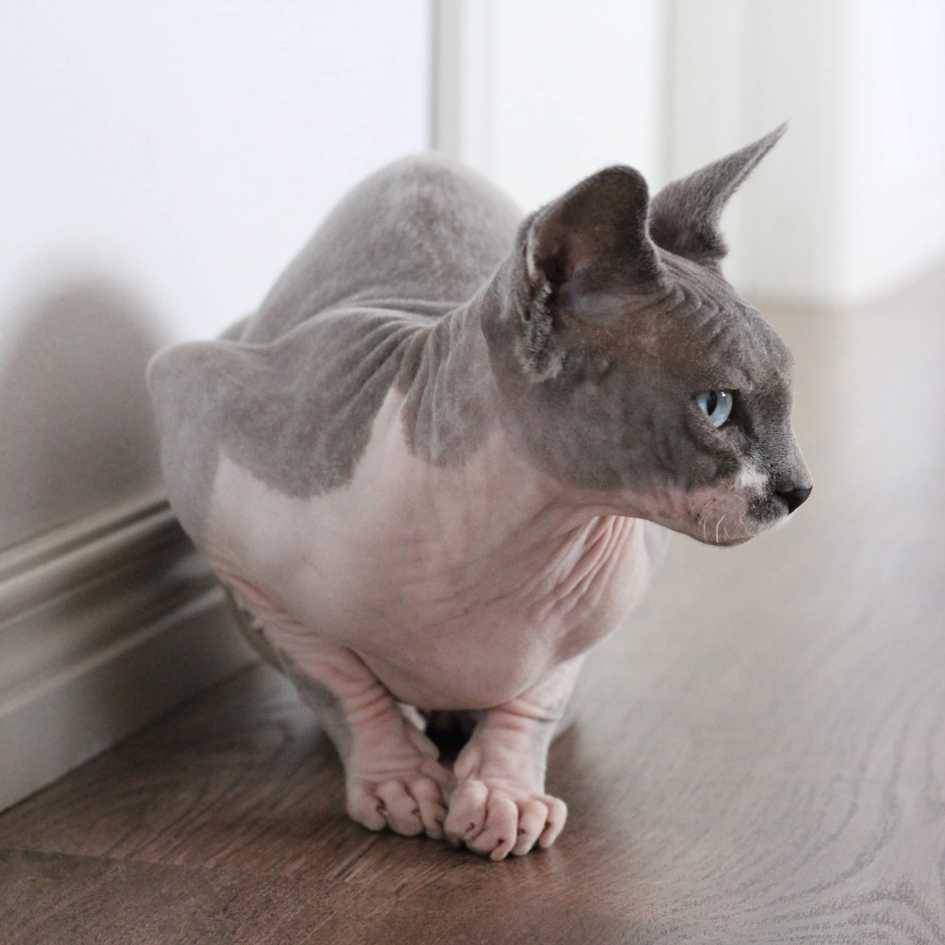 Sphynx cat personality and temperament