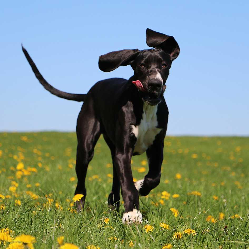 Great Dane Personality and Temperament