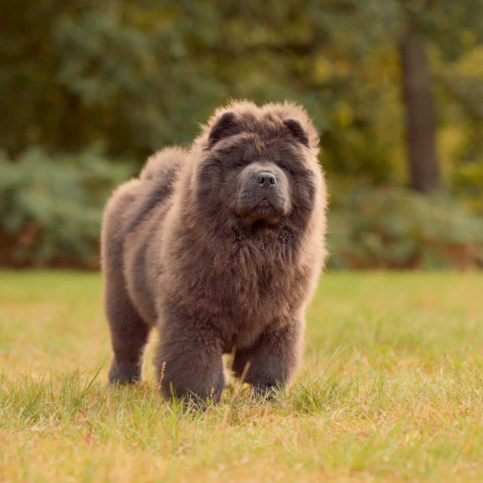 Physical Characteristics of Chow Chow