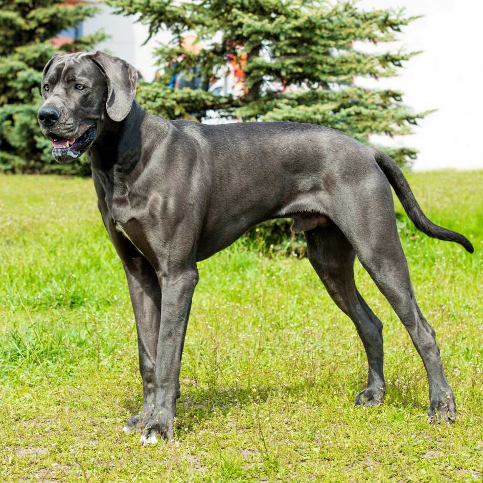 Physical Characteristics of Great Dane