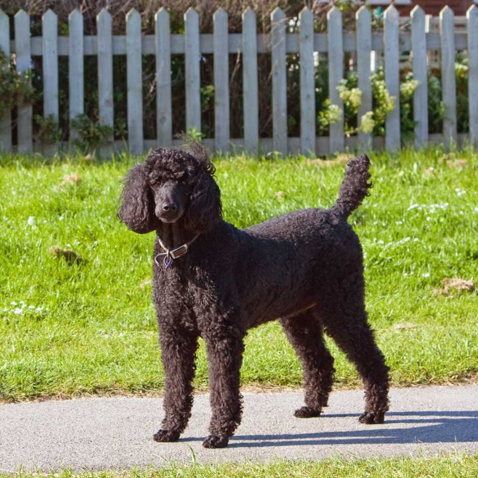 Physical Characteristics of Poodle