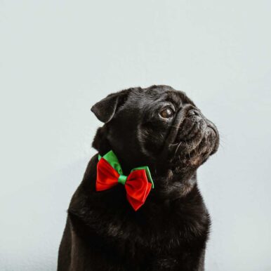 Pug Breed Information: Traits, Health Tips, and Fun Facts