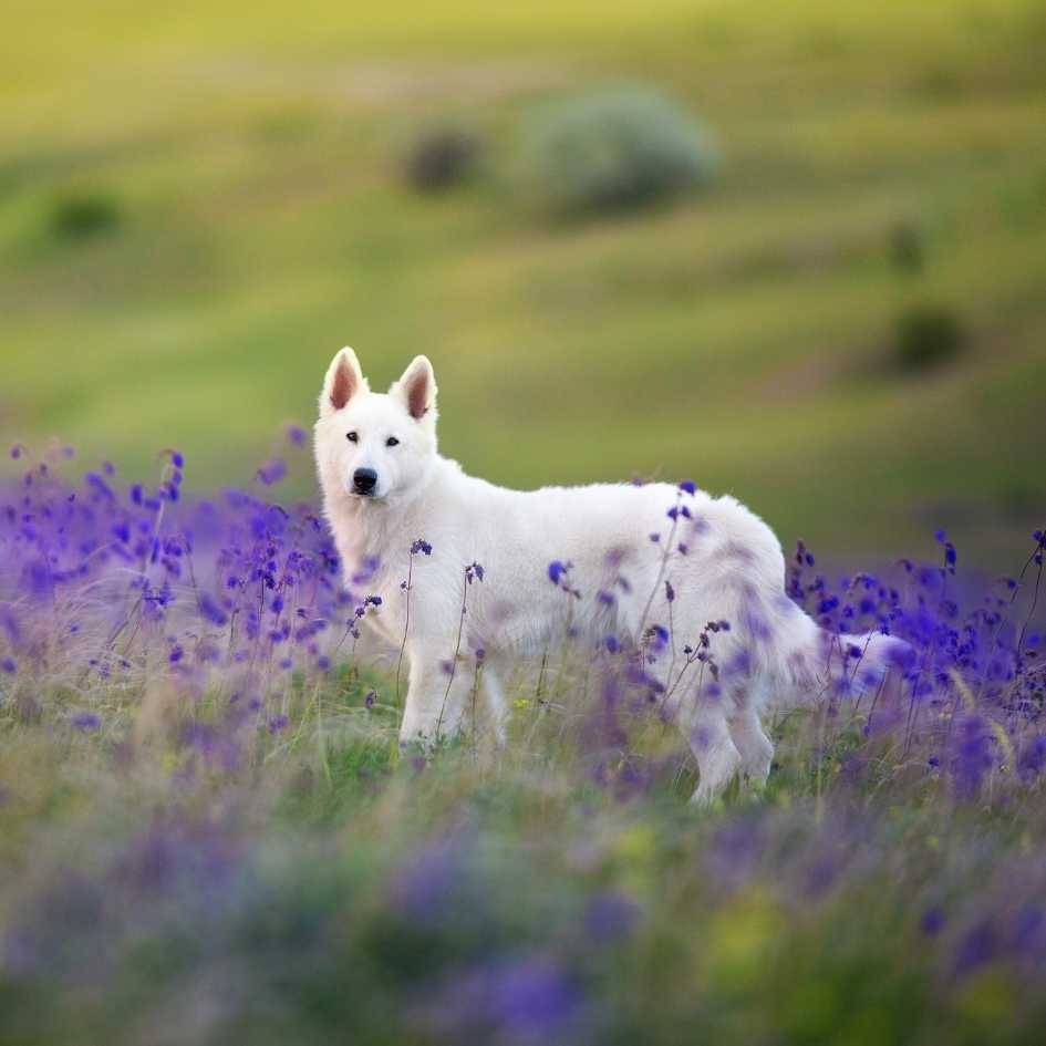 Physical Characteristics of White German Shepherd