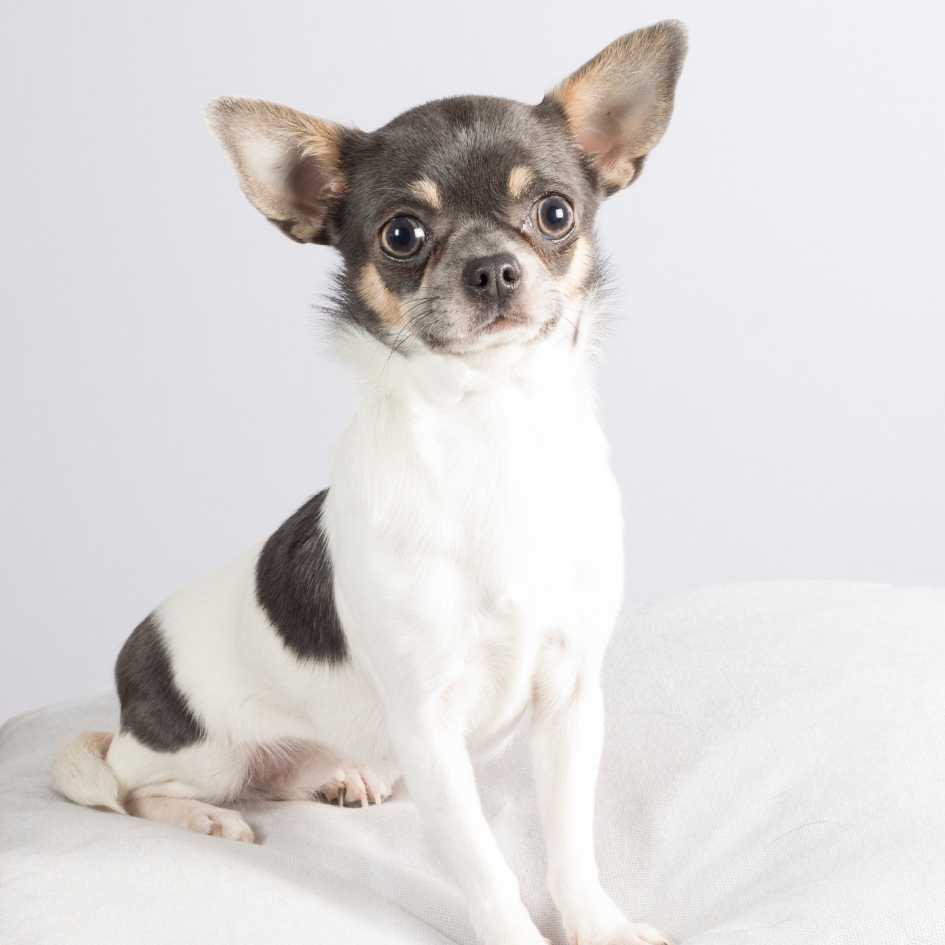 Physical Characteristics of the Chihuahua