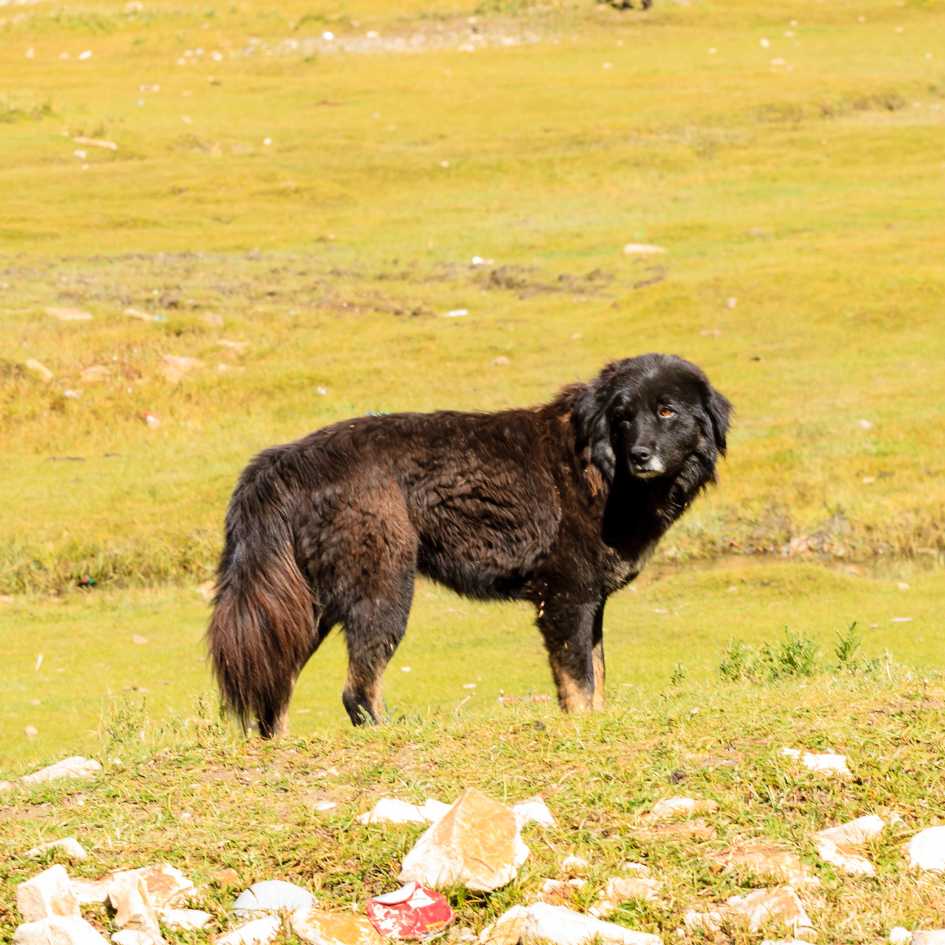 Physical Characteristics of the Tibetan Mastiff