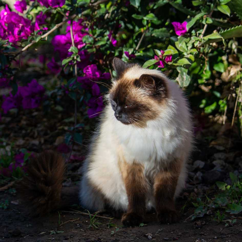 Physical Traits of Himalayan Cat