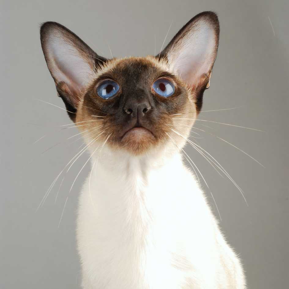 Physical Traits of the Siamese Cat