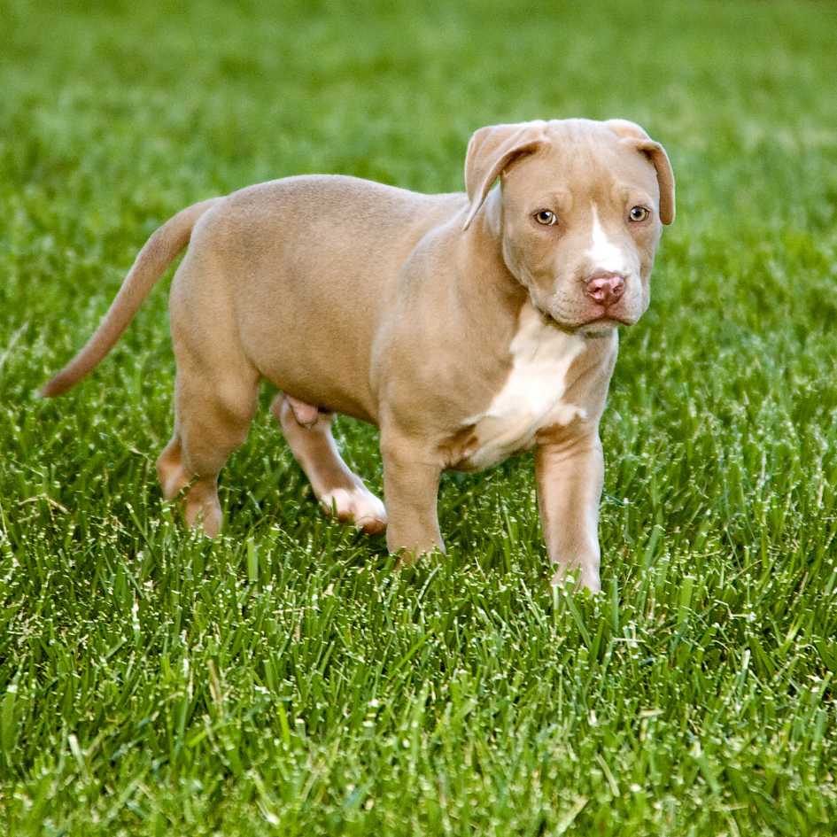 pitbull puppy