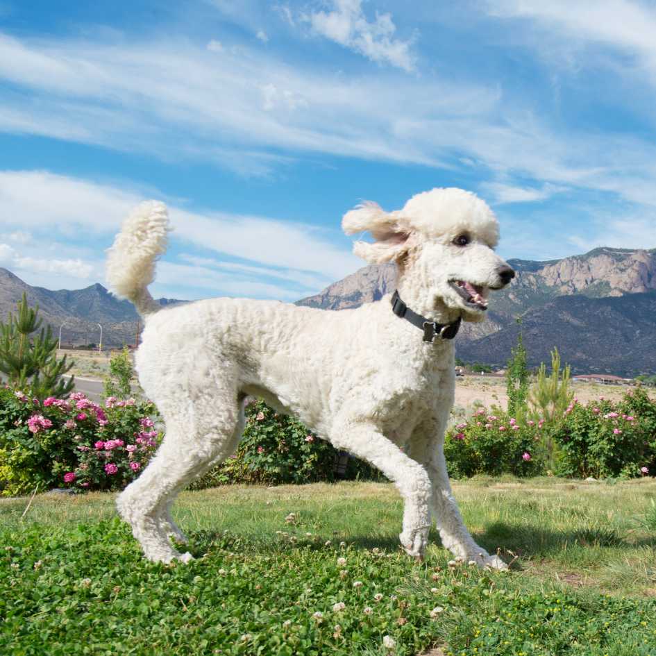 Poodle Prices in India