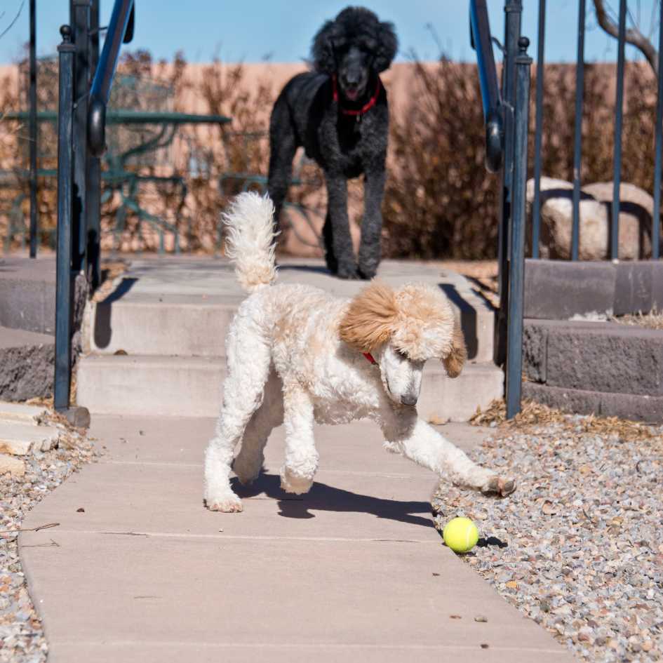 Poodle Puppy