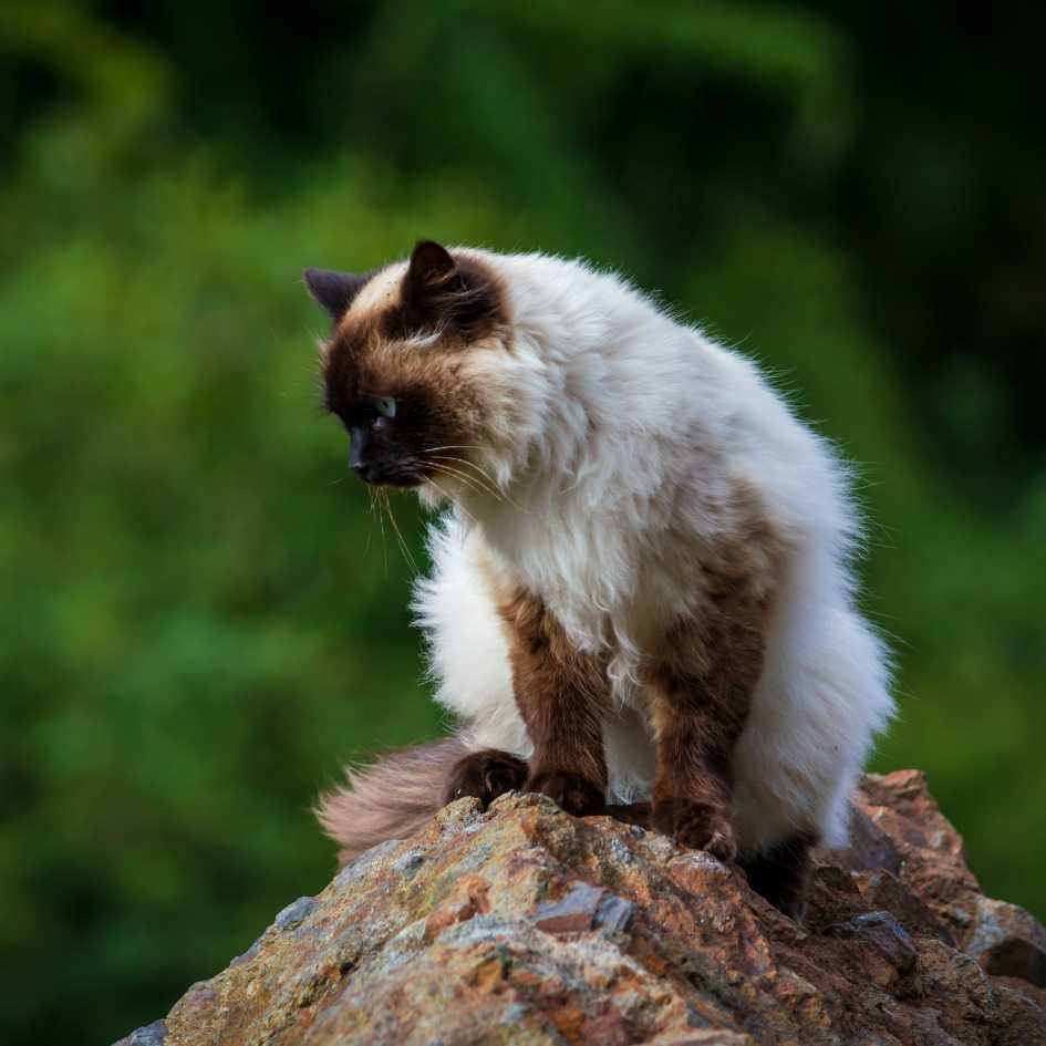 Price of Himalayan Cat in India