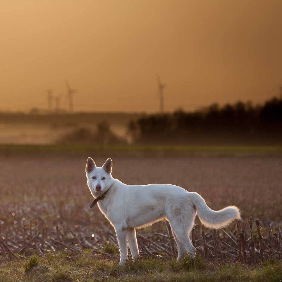 Price of White German Shepherds in India