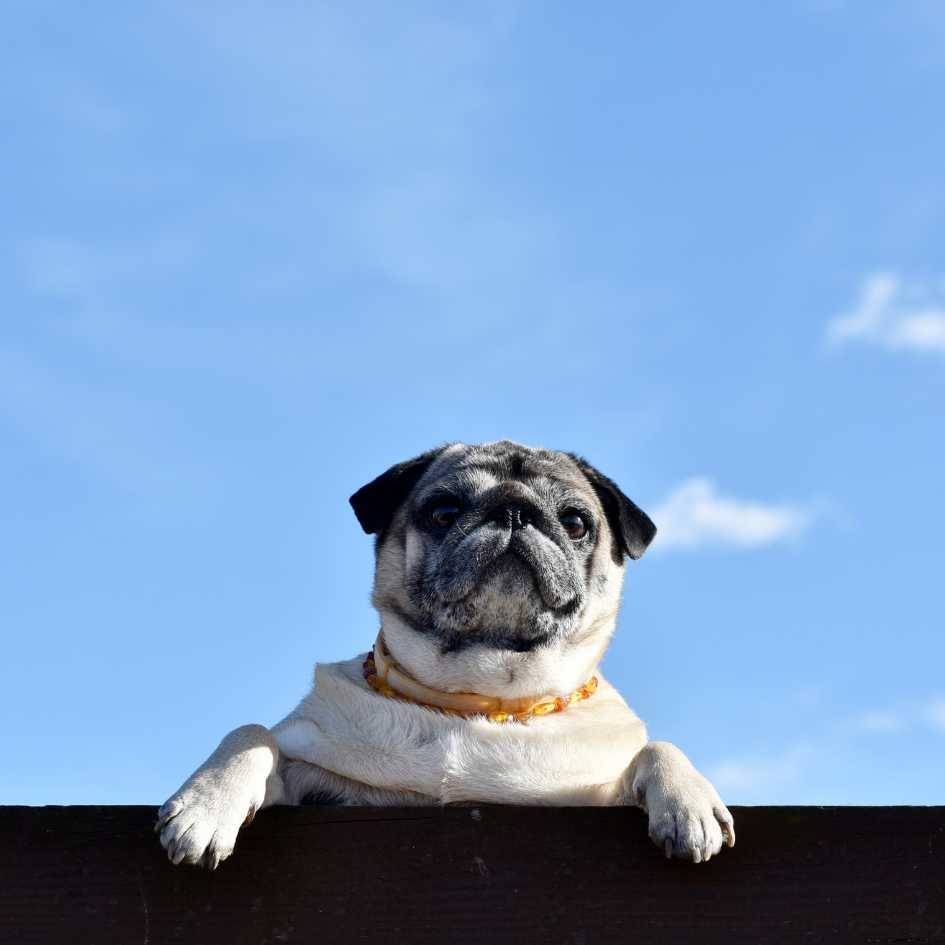 Pug