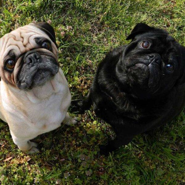 Pug Breed Information: Traits, Health Tips, and Fun Facts