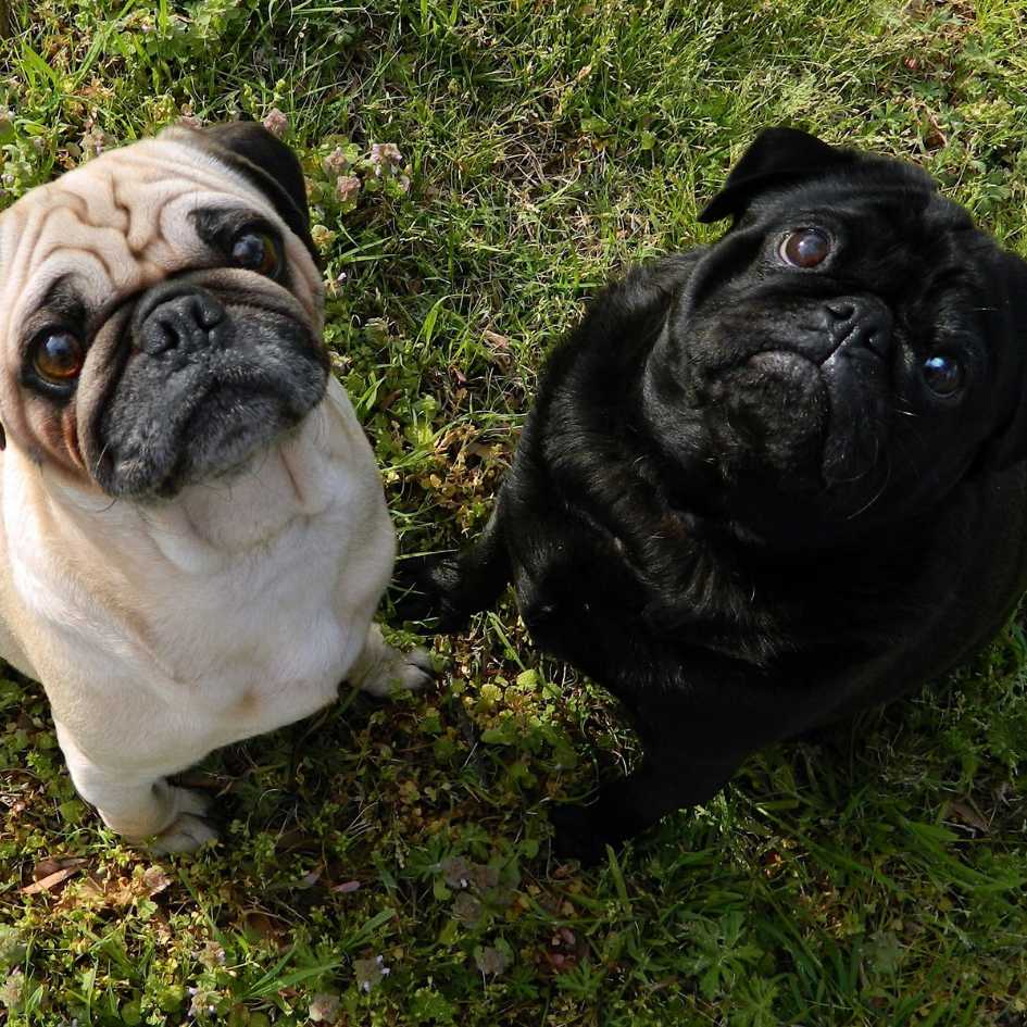 Pugs