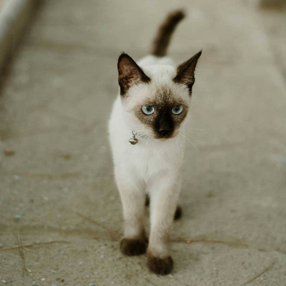 Siamese Cats