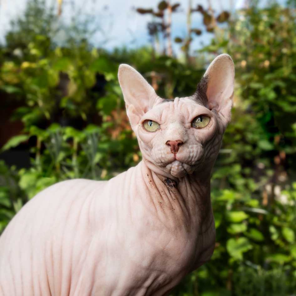 Sphynx Cat