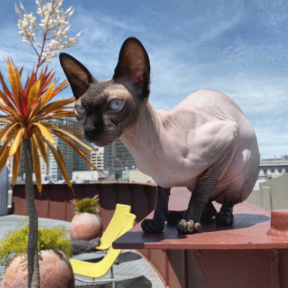 Sphynx Cats