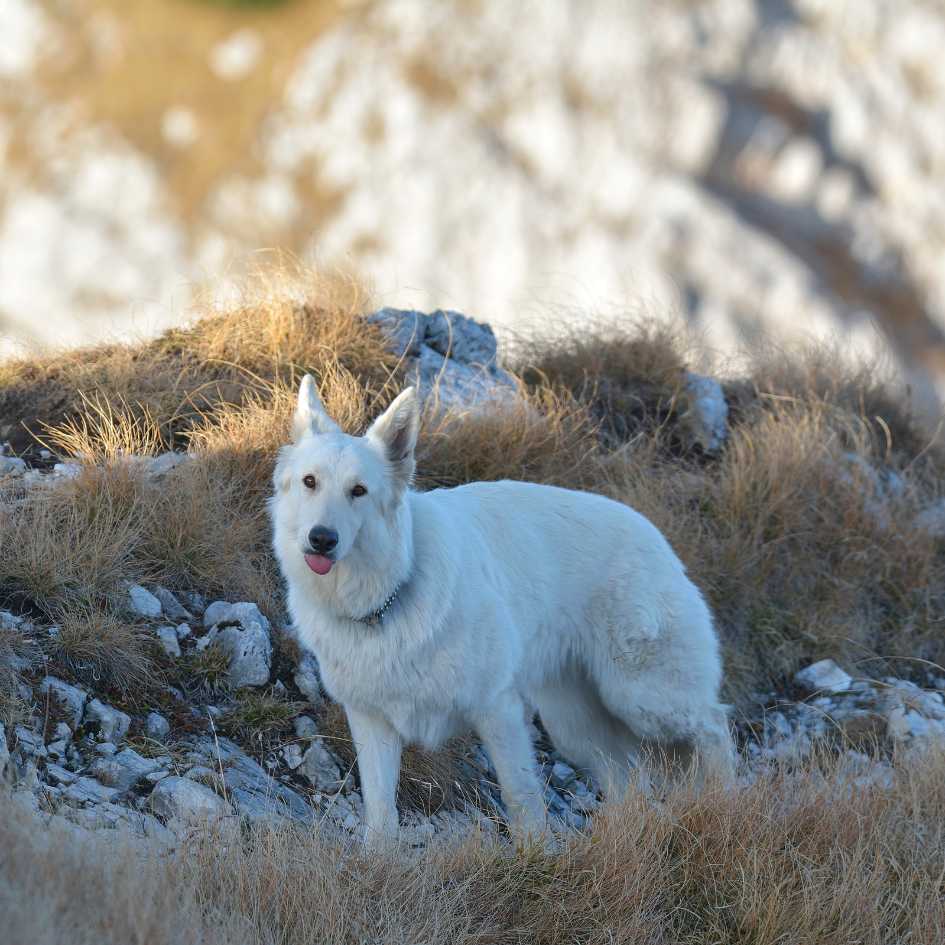 Temperament and Personality of White German Shepherd