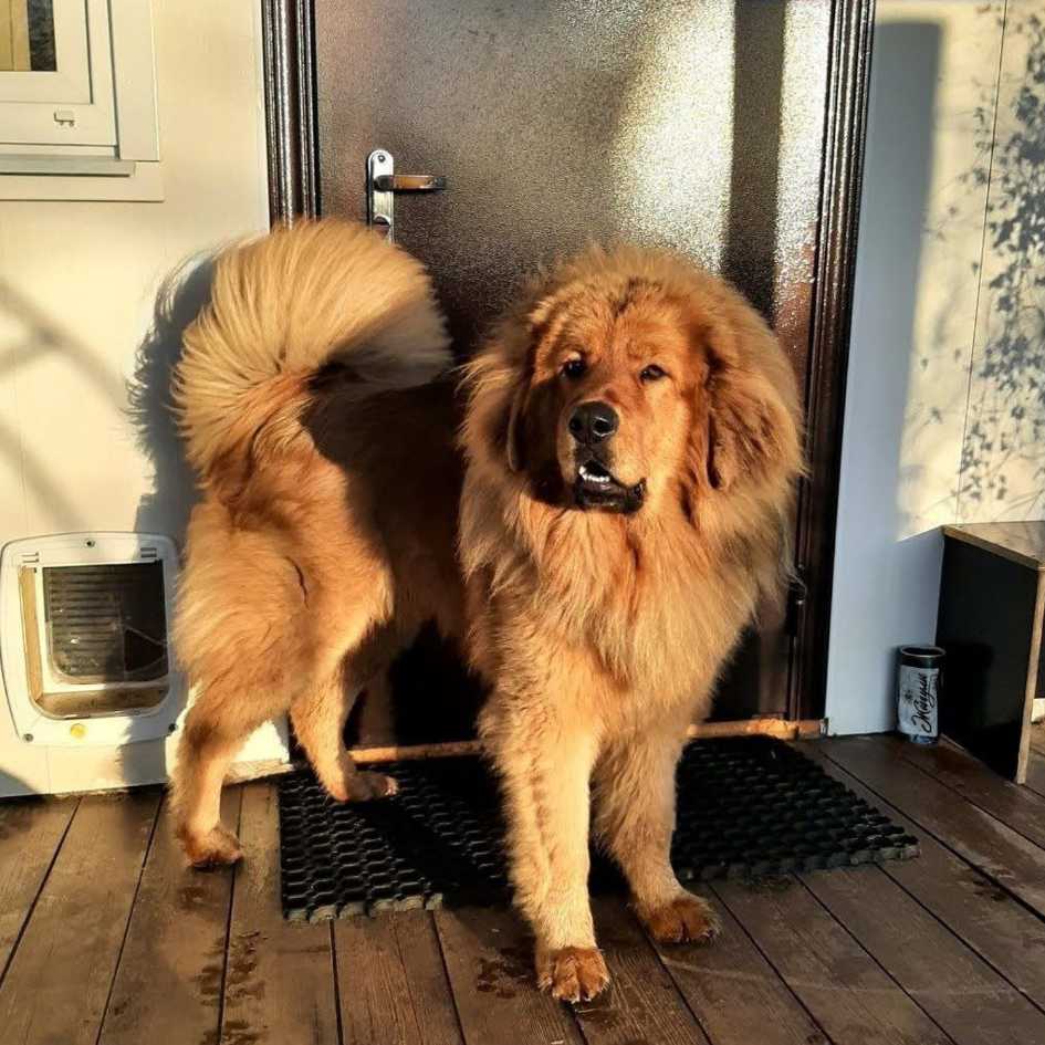 Temperament and Personality of the Tibetan Mastiff