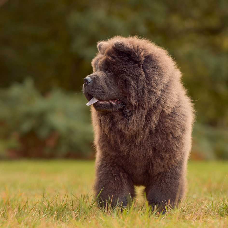 The Cost of Owning a Chow Chow in India