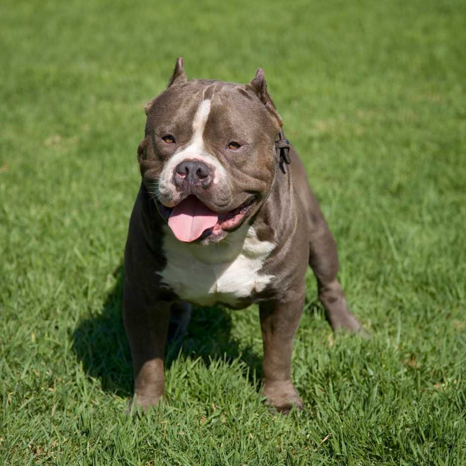 The Cost of Owning a Pitbull in India