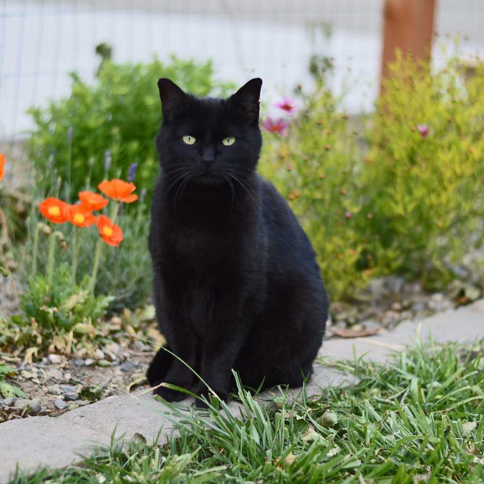 The History of Black Cat Superstitions