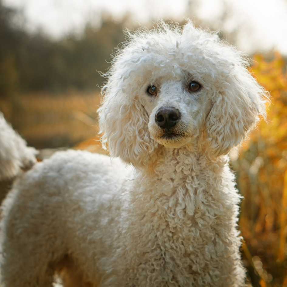 The History of Poodles