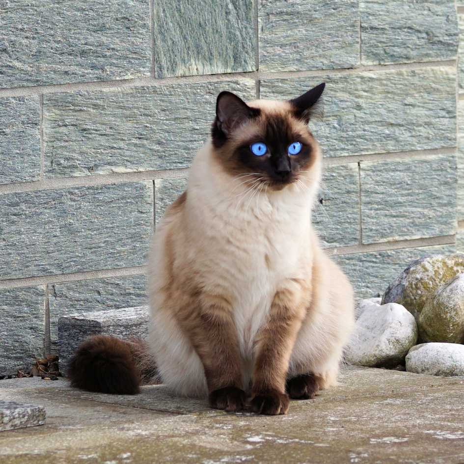 The History of the Siamese Cat