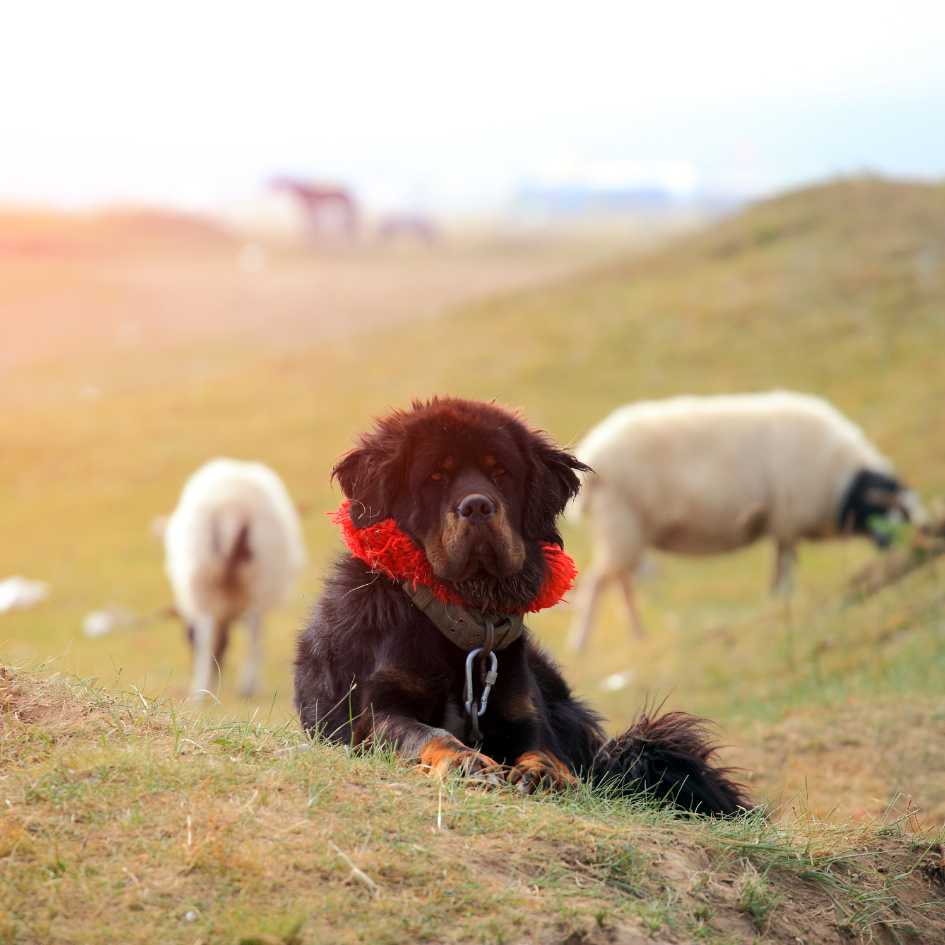 Tibetan Mastiff Care Tips