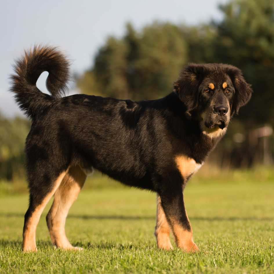 Tibetan Mastiff Puppy