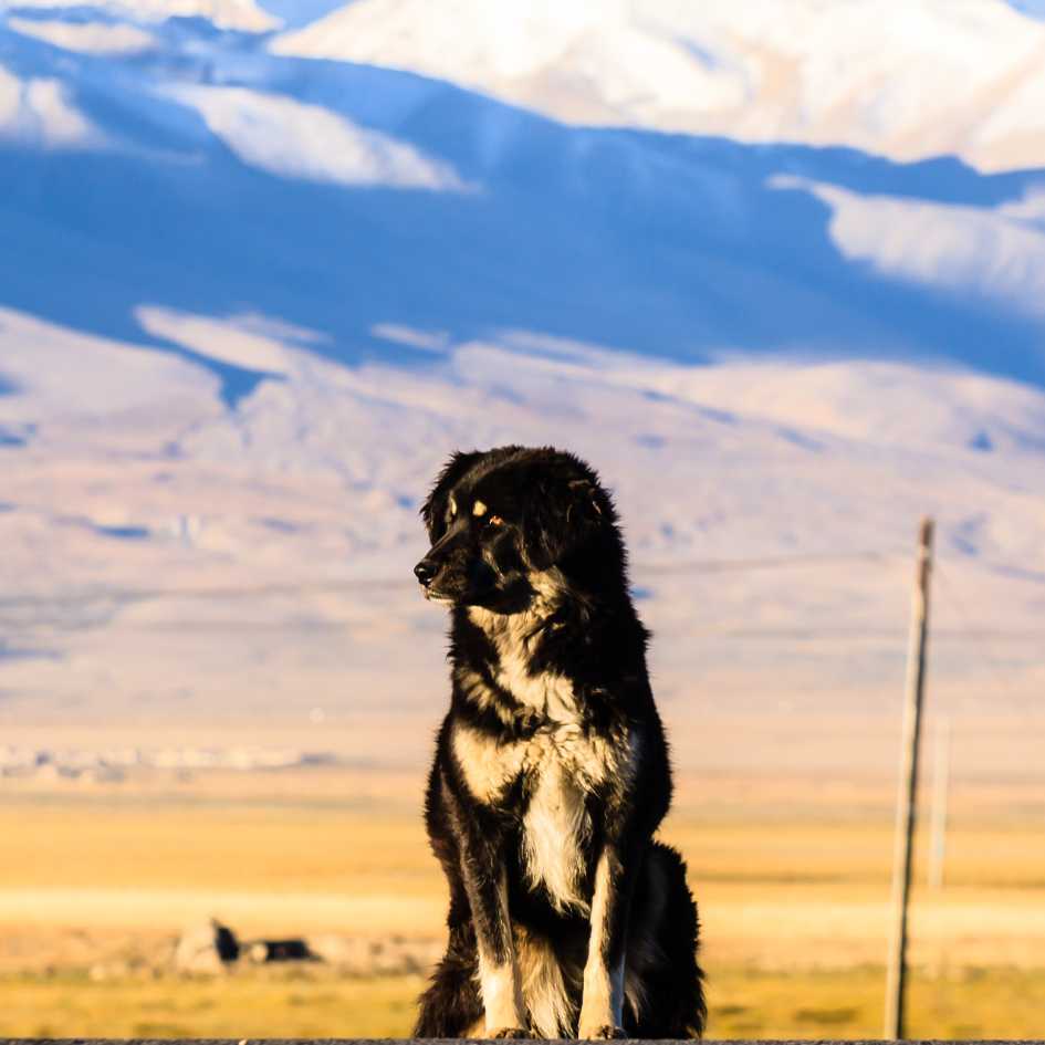 Tibetan Mastiff