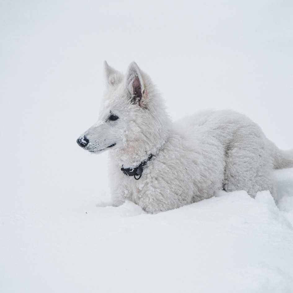 White German Shepherd Puppy