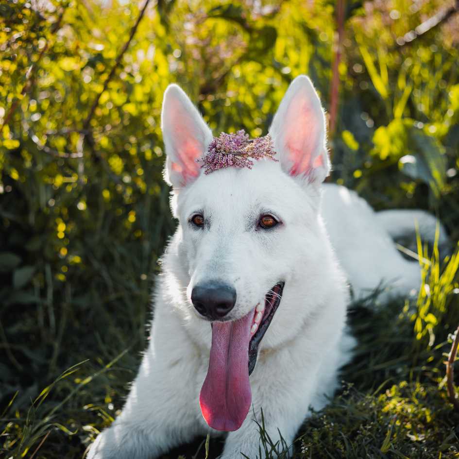 White German Shepherd