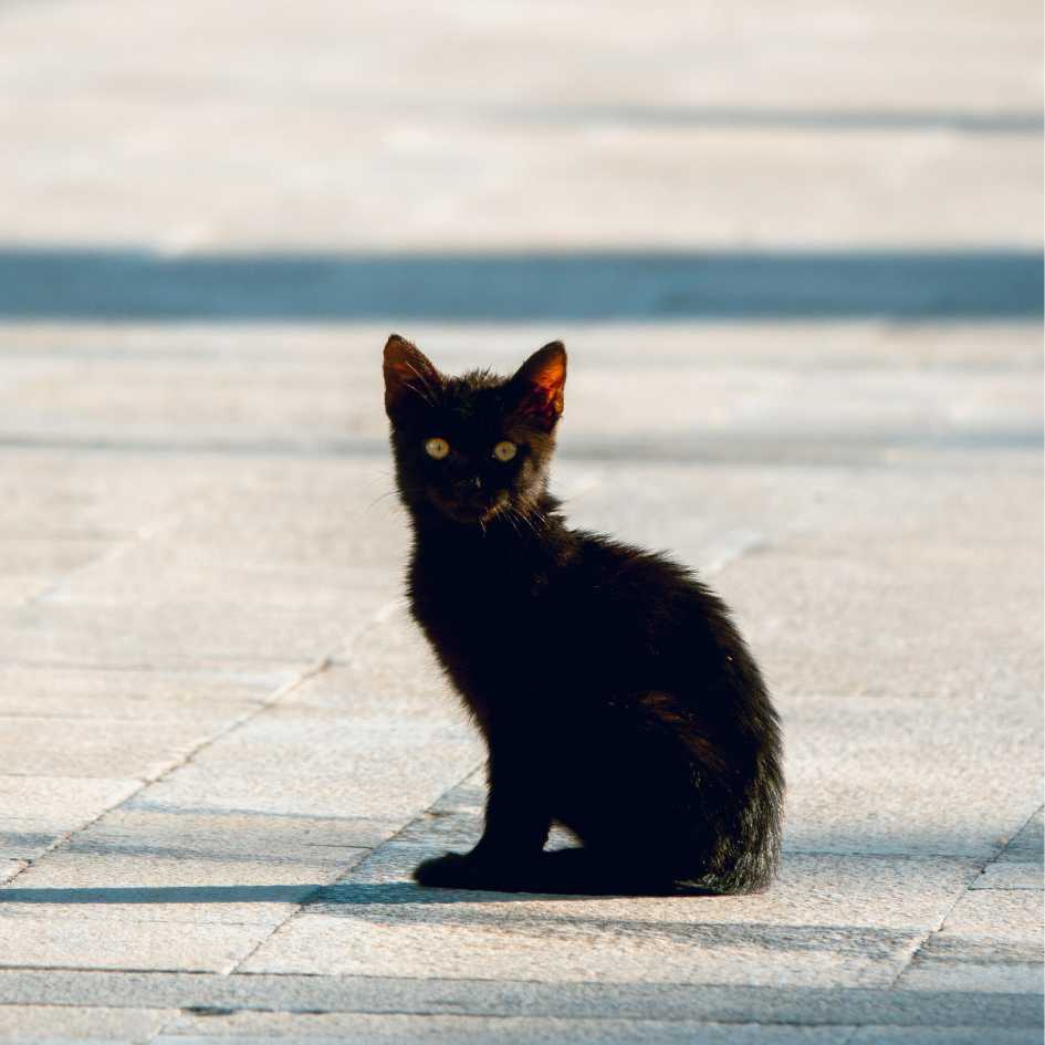 Why black cats make great pets