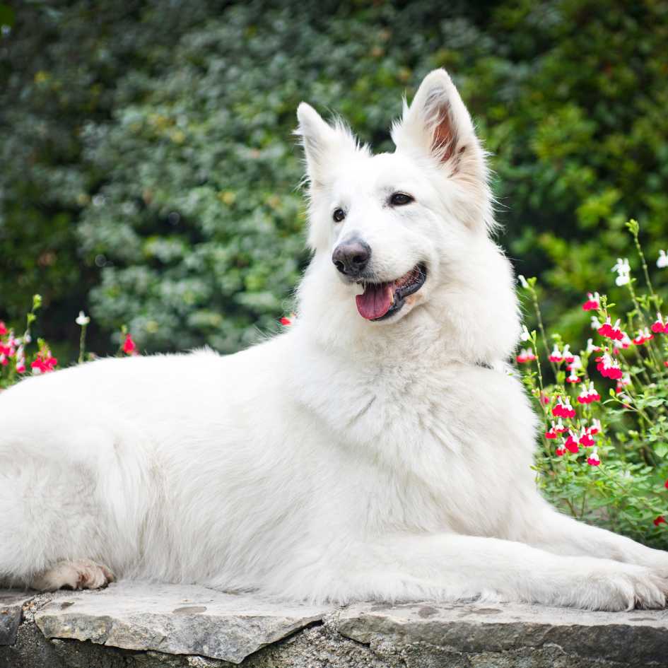 Why Choose a White German Shepherd