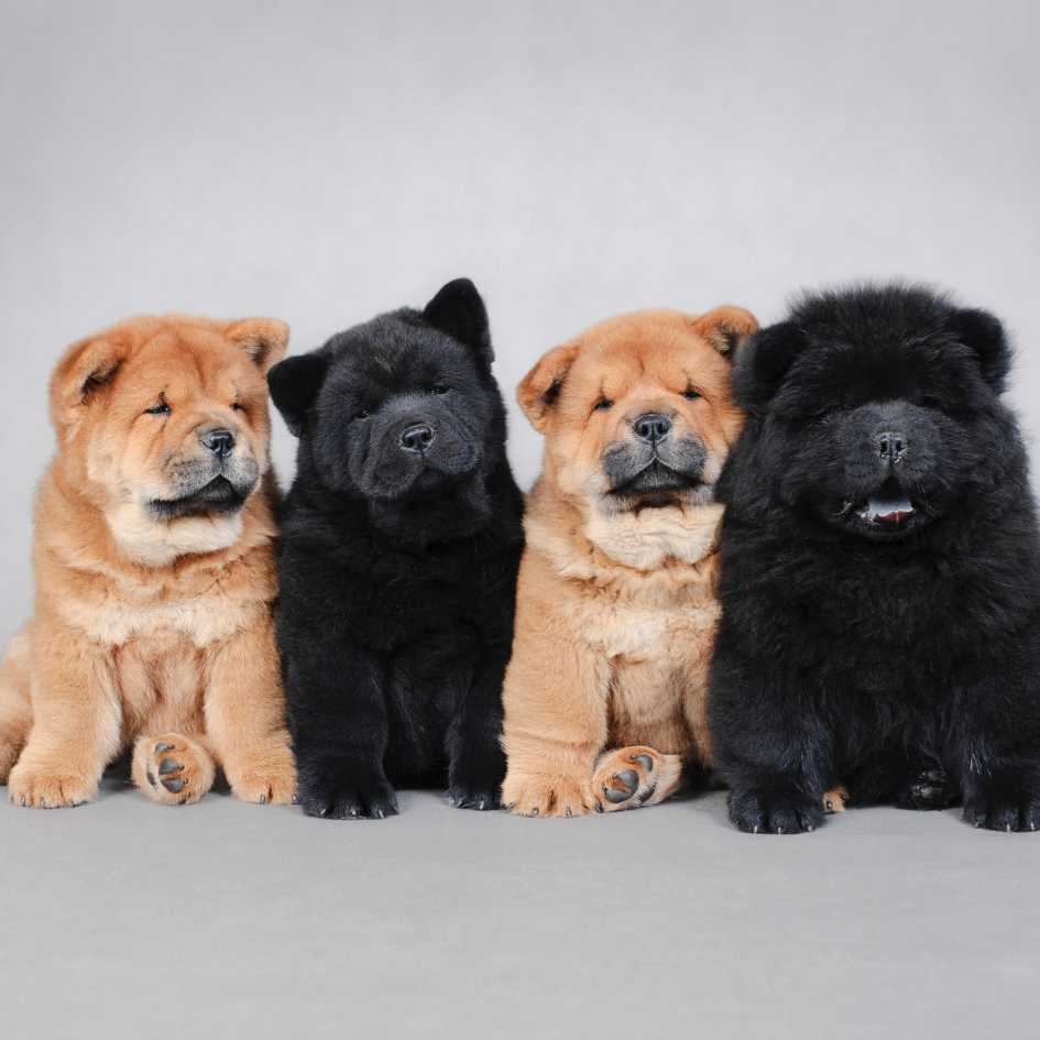 Why Chow Chow Make Great Pets