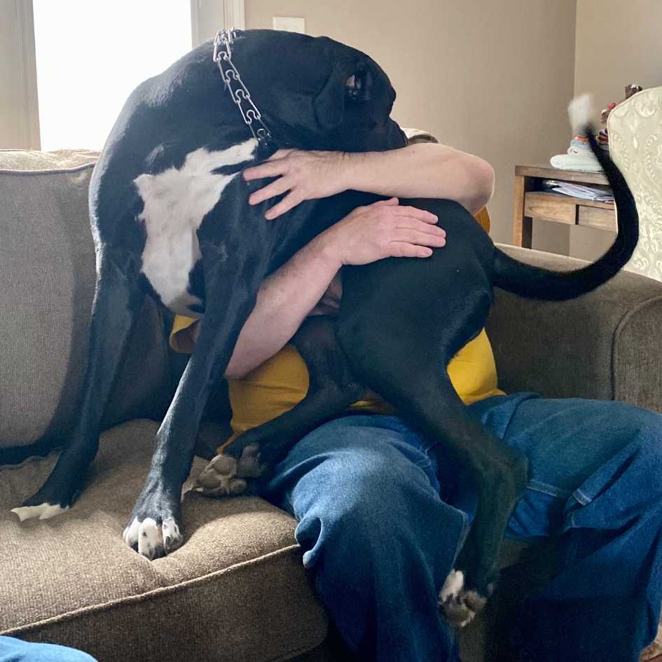 Why Great Dane Make Excellent Pets