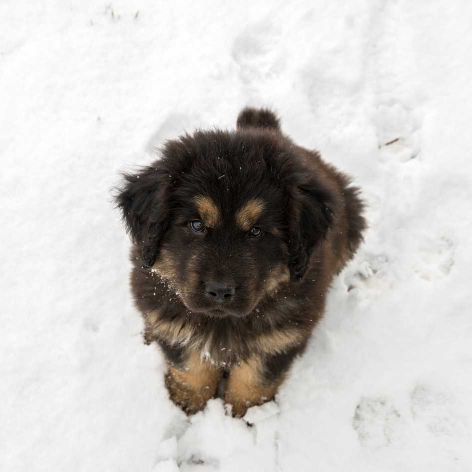 Why Hankpets is the Perfect Partner for Tibetan Mastiff Owners