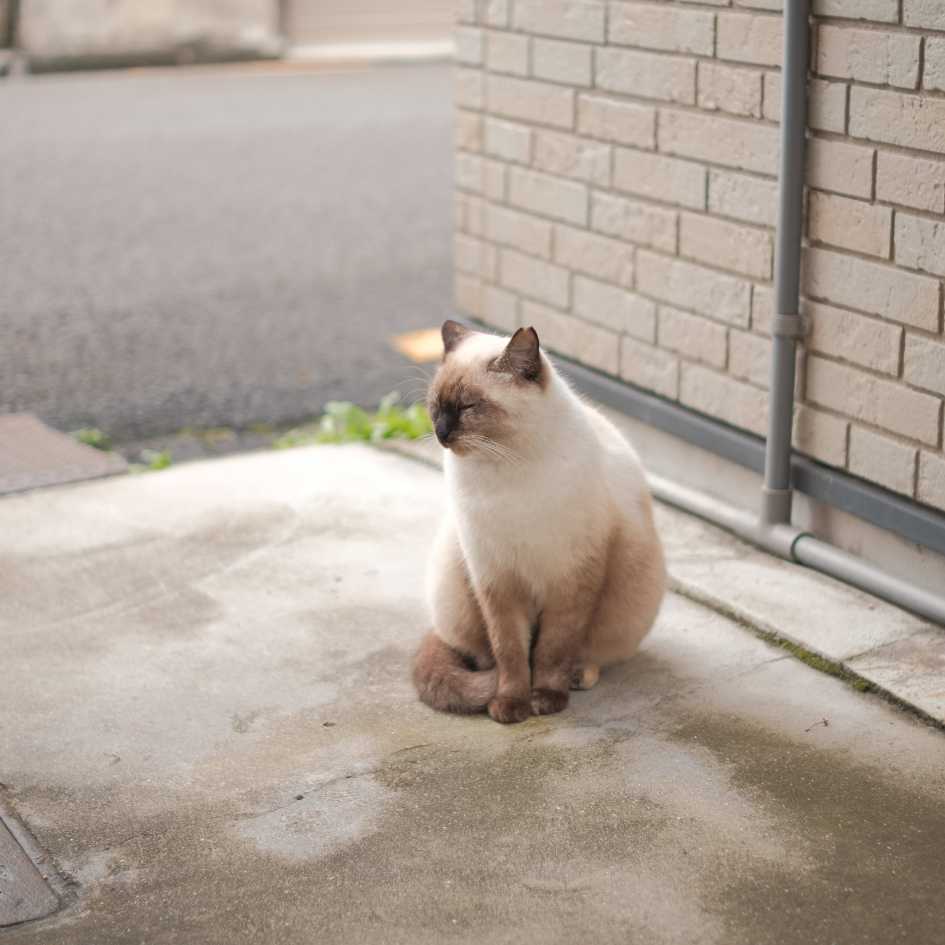 Why Siamese Cat Loved Worldwide