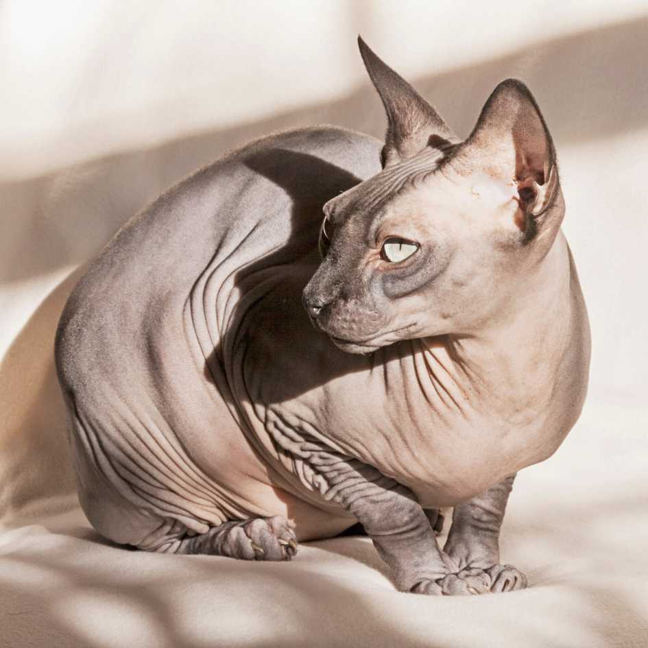 Why Sphynx Cats Are Loved Worldwide