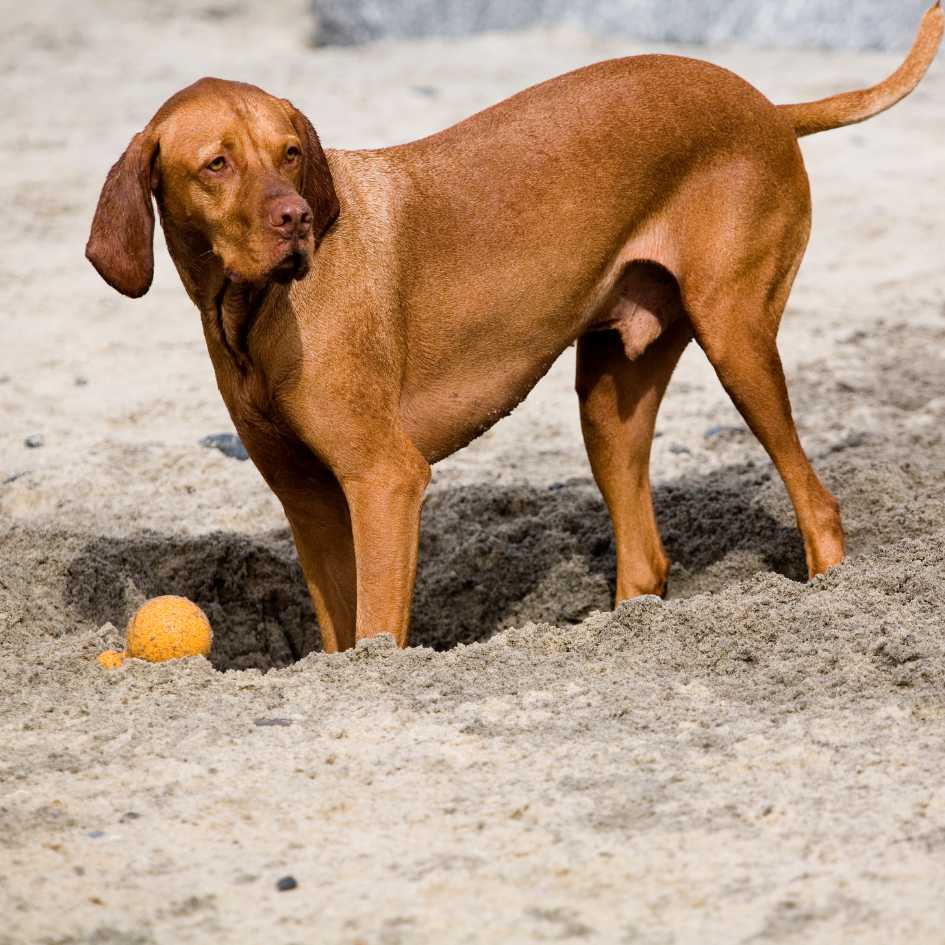 Bloodhound Dog Common Health Issues