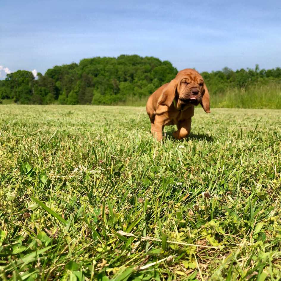 Bloodhound Dog Temperament and Behavior