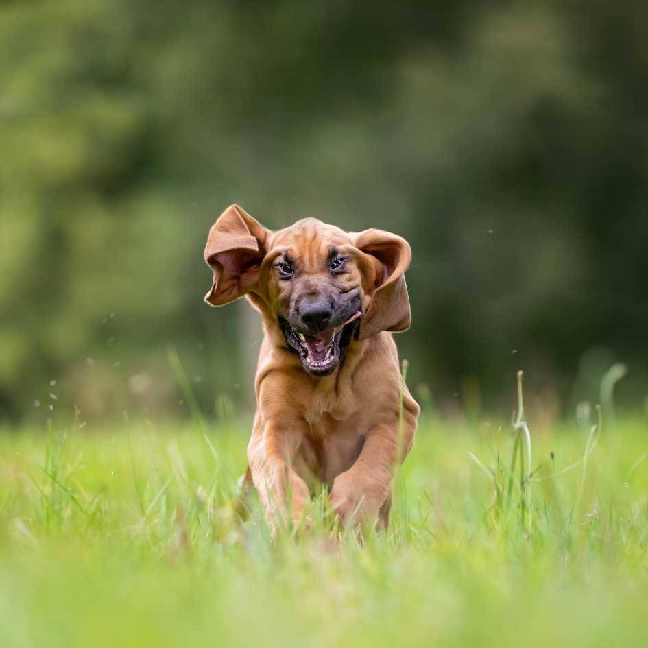 Bloodhound Dog Training and Exercise