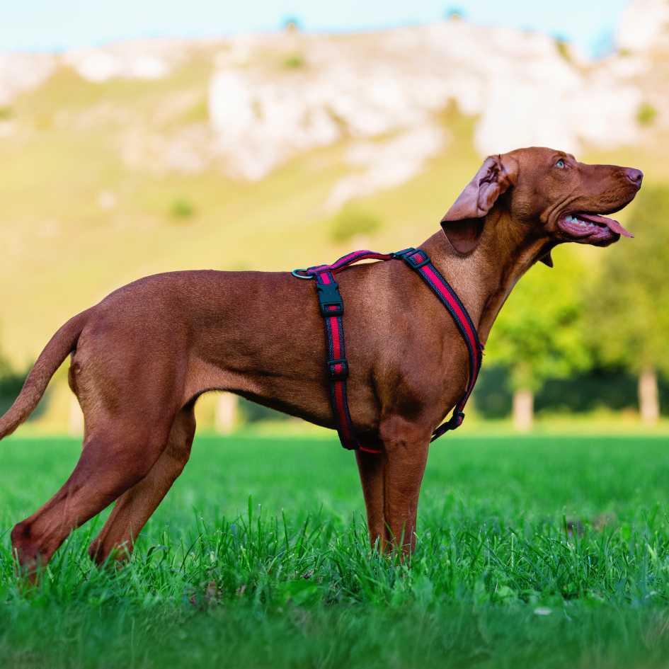 Bloodhound Dog