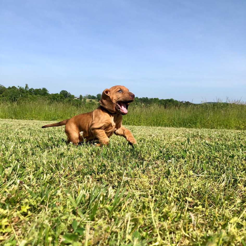 Bloodhound Puppy