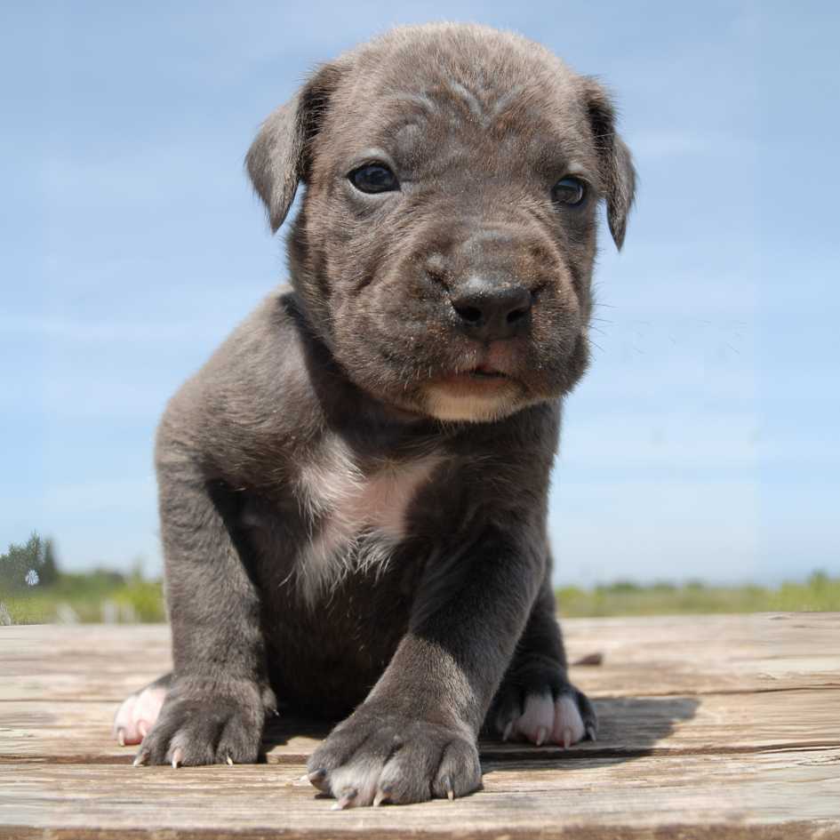 Cane Corso Puppy