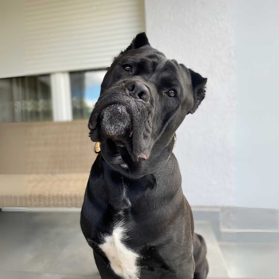 Cane Corso