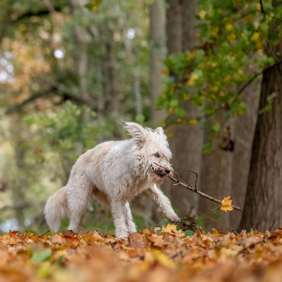 Grooming and Maintenance of Pumi Dog